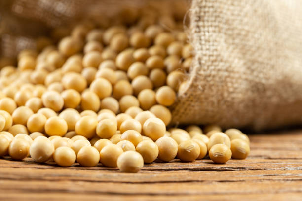 soybeans on white background