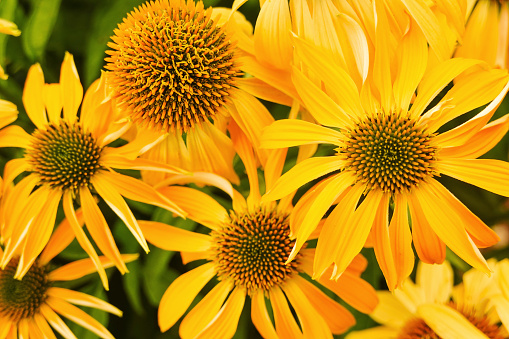 Close-up of beautiful  Echinacea flowers blooming in summer.