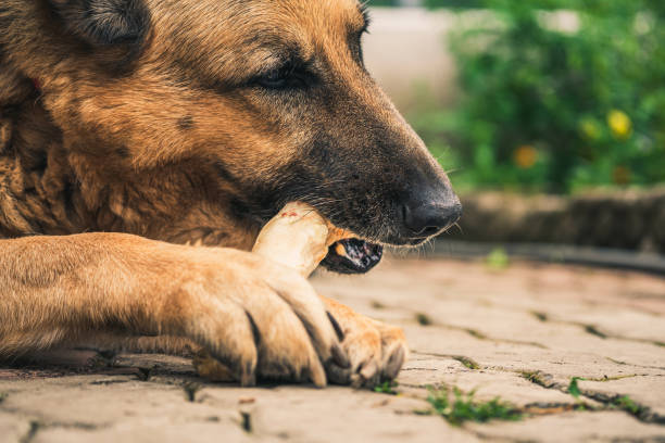 german shepperd dog eat bone Dog chewing dog bone dog bone photos stock pictures, royalty-free photos & images