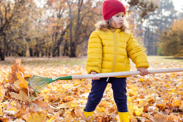 a little cute girl of 3-4 years old in yellow jacket rakes in pile of autumn maple leaves in the backyard on a sunny autumn day. help cleaning up the fallen leaves. - child caucasian little girls 3 4 years imagens e fotografias de stock