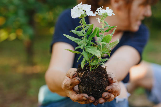 istock Woman holding fresh seedling ready for planting 1267150680
