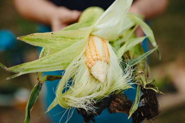 istock Woman holding organic corn in her hands 1267151246