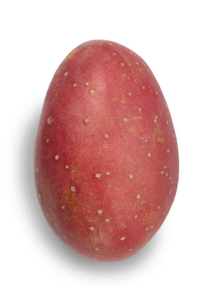 pomme de terre rouge - red potato isolated raw potato raw photos et images de collection