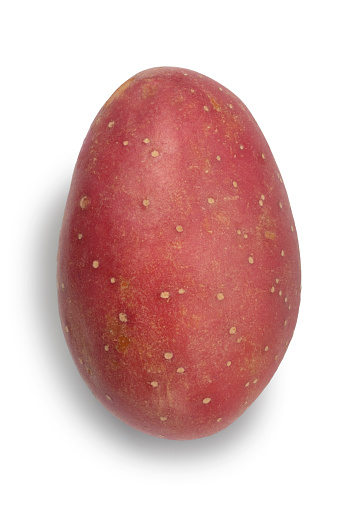 Studio shot of red a skinned potato cut out against a white background.