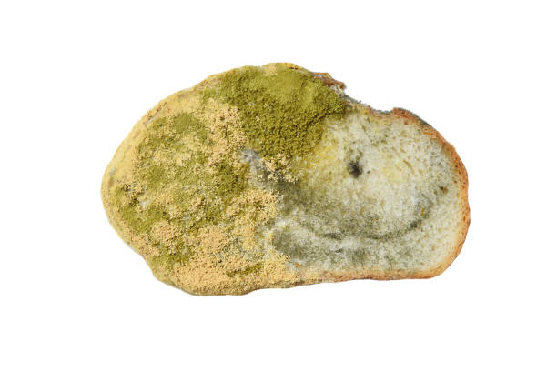 istock Bread covered with fungus mold 1267154123