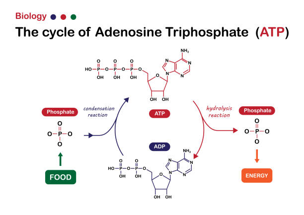 illustrazioni stock, clip art, cartoni animati e icone di tendenza di il diagramma di biologia mostra il ciclo del trifosfato di adenosina (atp) per la produzione di energia nelle cellule - science botany chemistry formula