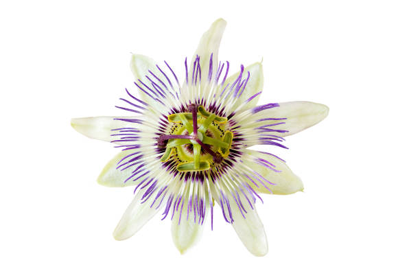 istock Passion flower (Passiflora caerulea) isolated on a white background 1267154770