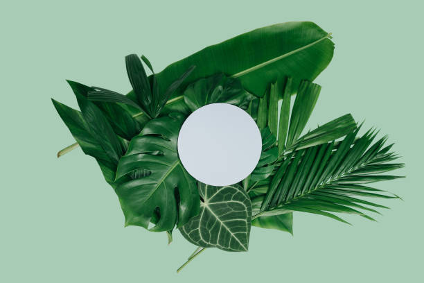 istock abstract green leaf texture, tropical leaf foliage nature dark green background 1267154887