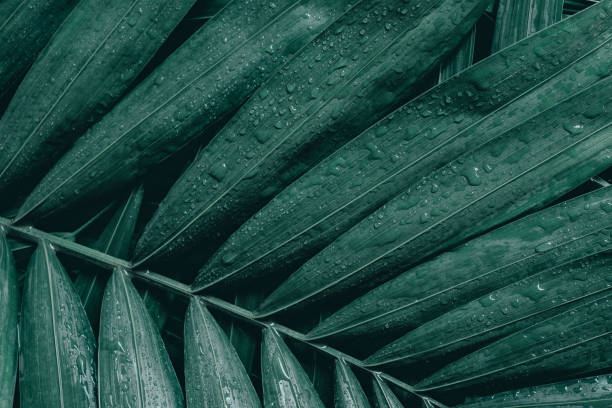 istock abstract green leaf texture, tropical leaf foliage nature dark green background 1267154888