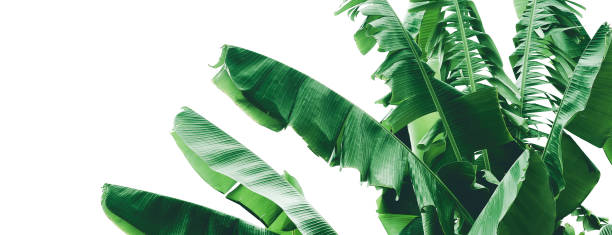 istock abstract green leaf texture, tropical leaf foliage nature dark green background 1267154890