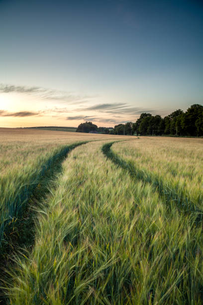 istock Field of Wheat 1267154912