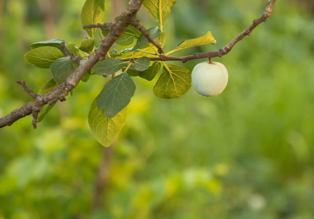 Ripe plum with a green leaf isolated on a black background