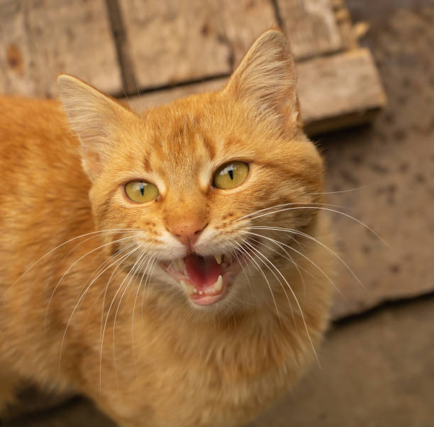 istock A funny meowing cat. Brown cat very beautiful 1267155023