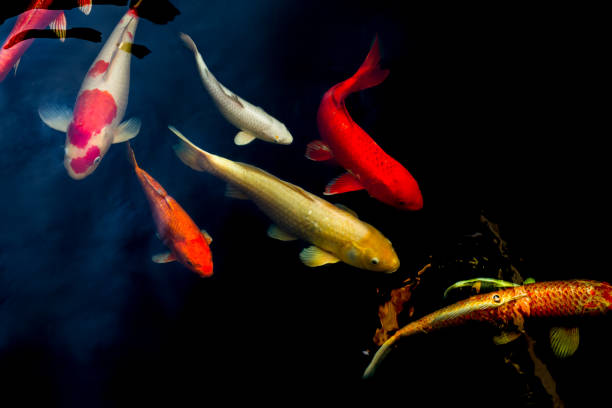 istock Japanese Koi fish swim in pond isolate in black background. 1267155982