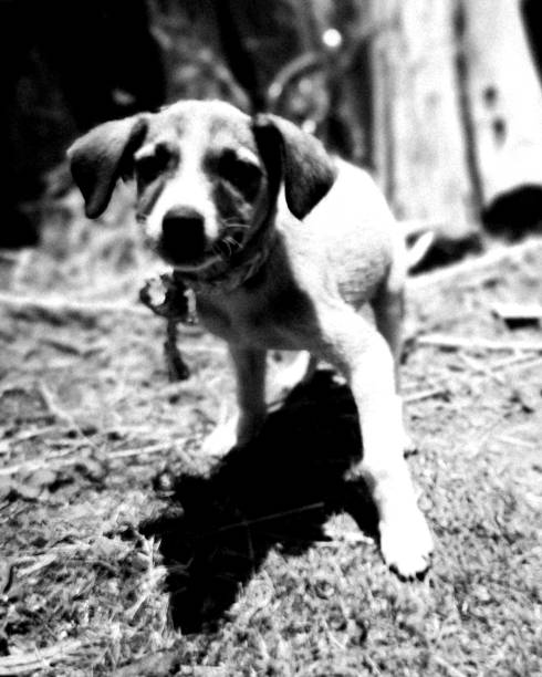 istock puppy tied up with rope. 1267156094