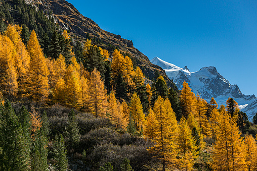 Golden larches at Val Roseg (Roseg Valley), Engadine, canton of Grisons, Switzerland. 
Val Roseg is a picturesque, alpine valley near Pontresina. Mountains in the background belongs to the Berninamassif. 
Val Roseg is nearly wilderness and a excellent destination for trekking, cross-country (wintertime) and hiking during summer. You can find there a service of horse-drawn carriages from Pontresina to Hotel Roseggletscher.
