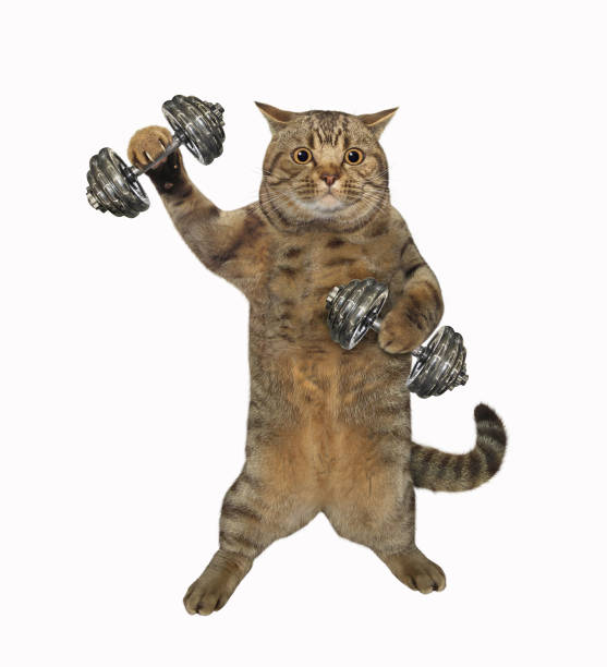 istock Cat athlete lifts dumbbells 2 1267156452