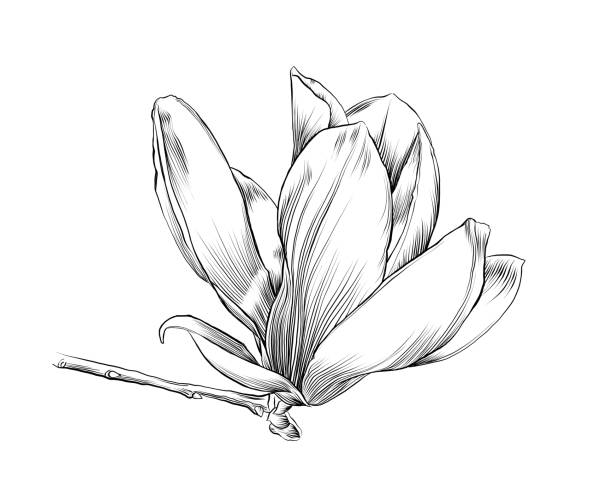 illustrazioni stock, clip art, cartoni animati e icone di tendenza di penna floreale magnolia e disegno a inchiostro. illustrazione eps10 vettoriale - plant white magnolia tulip tree