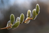 Salix caprea (goat willow, also known as the pussy willow or great sallow) is a common species of willow native to Europe. Willow (Salix caprea) branches with buds blossoming in early spring
