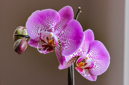 Blooming pink Phalaenopsis orchid in a flower pot. White background, frontal view.