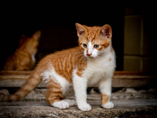istock Ginger kitten in a doorway 1267157984