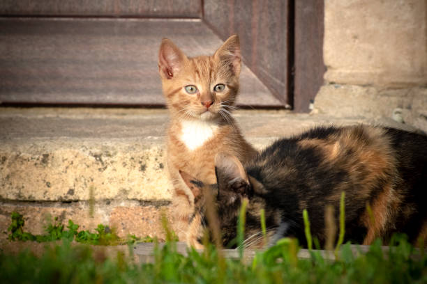 istock Ginger red kitten with white chest sitting in grass behind his mother 1267157993