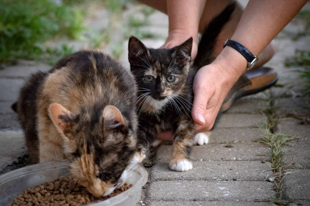 istock Tortoiseshell colored kitten with his mother 1267158007