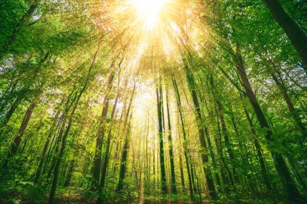 istock Sunbeams shining through tall green trees 1267159227