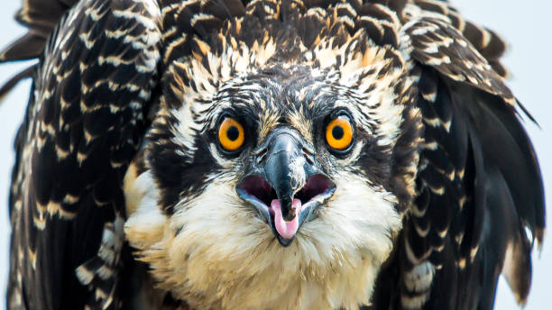 istock Osprey in portrait on a branch 1267159475
