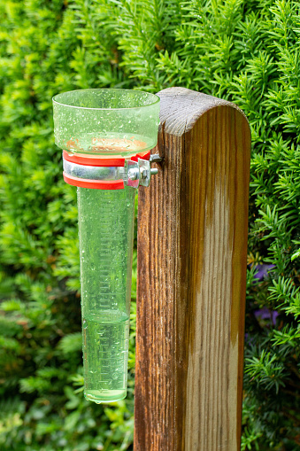 Rain gauge to determine the amount of rain. In the background is a yew hedge.