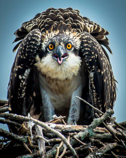 Osprey in portrait on a branch