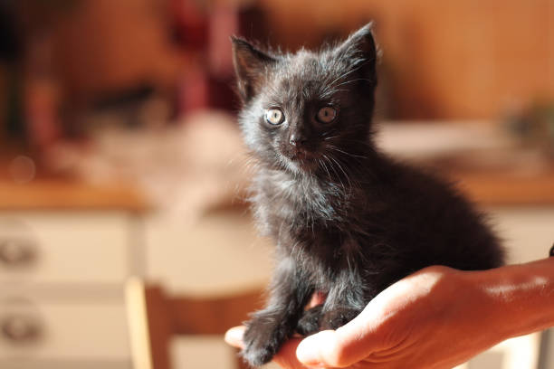 istock cute black looking kitten in hand, close up view 1267159815
