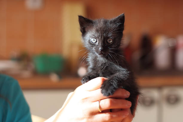 istock cute black looking kitten in hand, close up view 1267159859