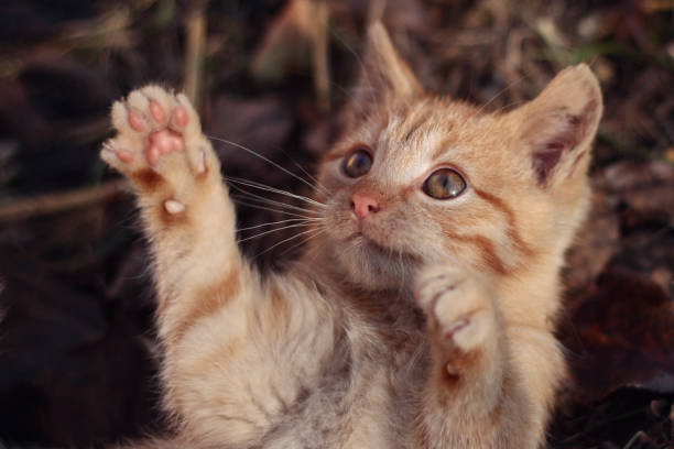 istock little cute ginger kitten with paws up in the air 1267159863