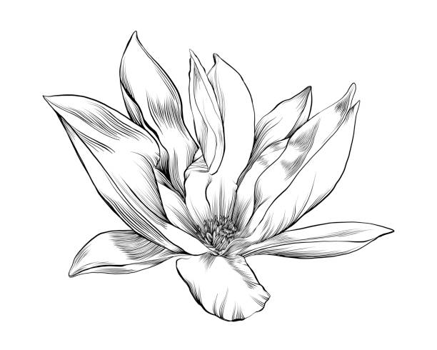 ilustraciones, imágenes clip art, dibujos animados e iconos de stock de dibujo de tinta floral magnolia. vector eps10 ilustración - plant white magnolia tulip tree