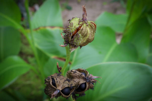 canna giglio fiore seme mantello bocciolo. canna paniculata seme in fase di sviluppo dopo fase di fioritura. - circle nature botany bud foto e immagini stock