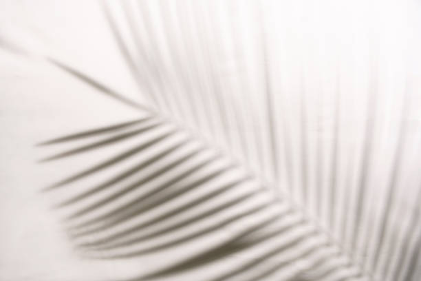 istock Abstract background of shadows palm leaves on a white wall 1267161090