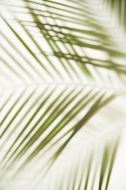 istock A palm branches on the other side of the white canvas is brightly lit 1267161111