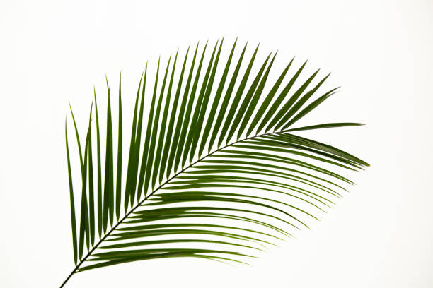 Palm Tree Leaf Sunlight Tropical Leaves Light and Shadow Abstract