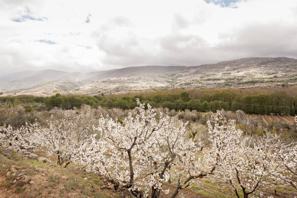 istock Flowering cherry in Valley of Jerte, Caceres, Spain. 1267163846