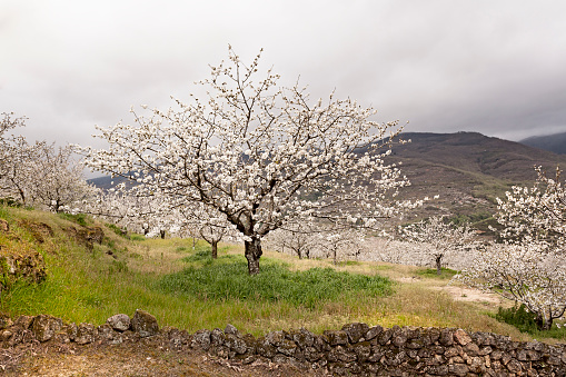 Flowering cherry in Valley of Jerte.