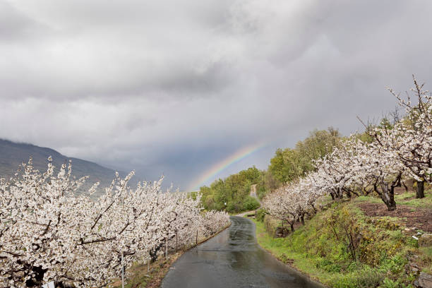 cereza floreciente en valle del jerte, cáceres, españa. - caceres fotografías e imágenes de stock