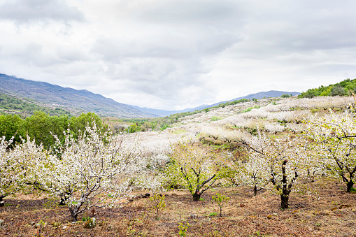 Flowering cherry in Valley of Jerte.
