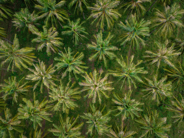 istock Drone view of green palm forest 1267163859
