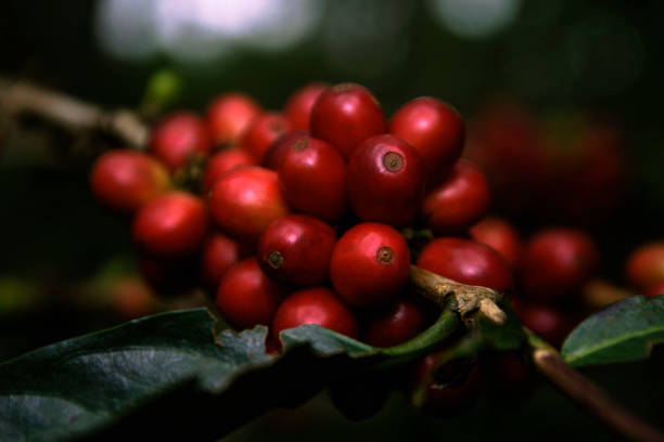 ripe coffee cherries on tree branch in sumedang, indonesia.