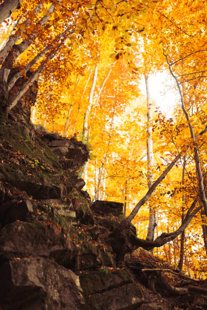 istock Yellow foliage in Carpathian forest in sun rays. 1267164564