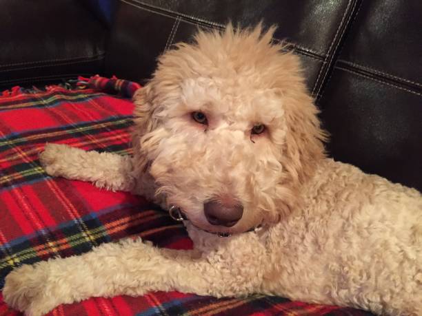 istock Sleepy Time.....Puppy is Ready for a Nap 1267165220