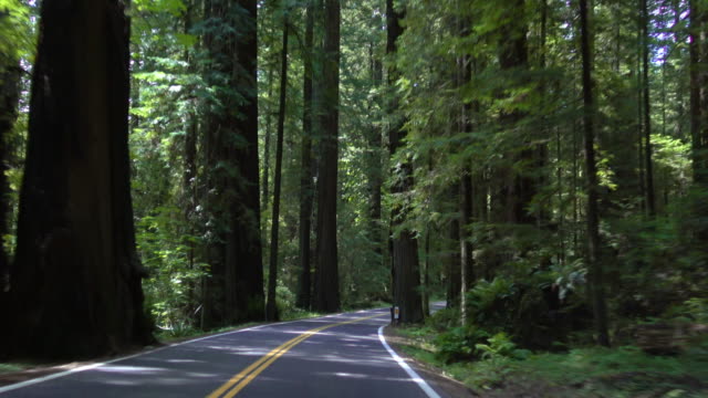 Driving California's Redwood Forest