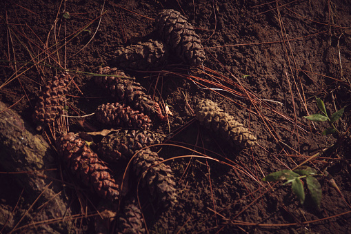 Dry pine tree cones on the ground