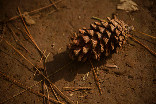 Close-up dry pine tree cone on the ground